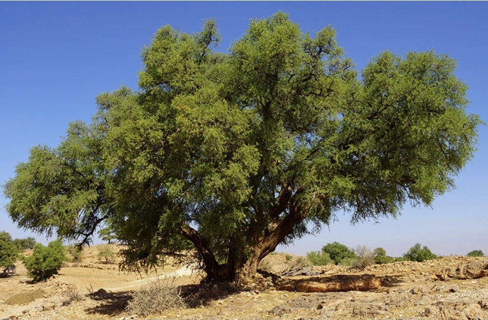Argan tree in the Atlas landscape — Zazi Atlas